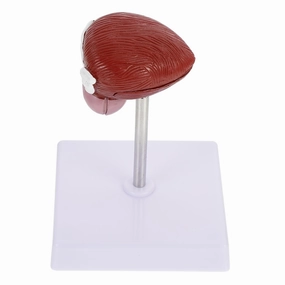 1Pc Bladder Anatomical Model Medical Teaching Aid for School and Lightweight Anatomical Demonstration Tool for Students and Educators Anatomy Studies