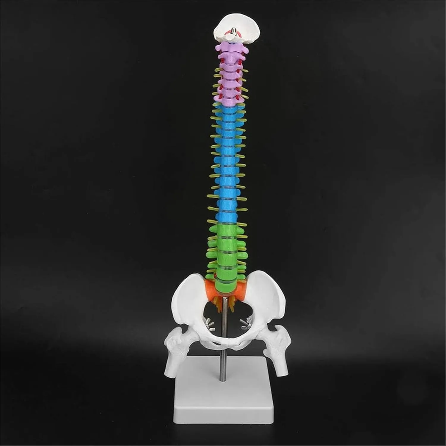 Human Spine Model with Stand, 45cm Vertebral Column and Pelvis Femur Flexible Anatomy Model for Skeleton Anatomy Study Teaching, Science Classroom