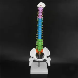 Human Spine Model with Stand, 45cm Vertebral Column and Pelvis Femur Flexible Anatomy Model for Skeleton Anatomy Study Teaching, Science Classroom