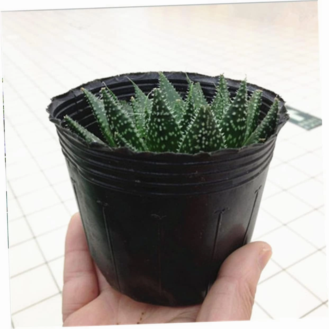 Lightweight Washable Nutrition Bowl Cup 6.5x6.5cm for Succulent Flowerpot Nursery Pot Garden Tool for Starting
