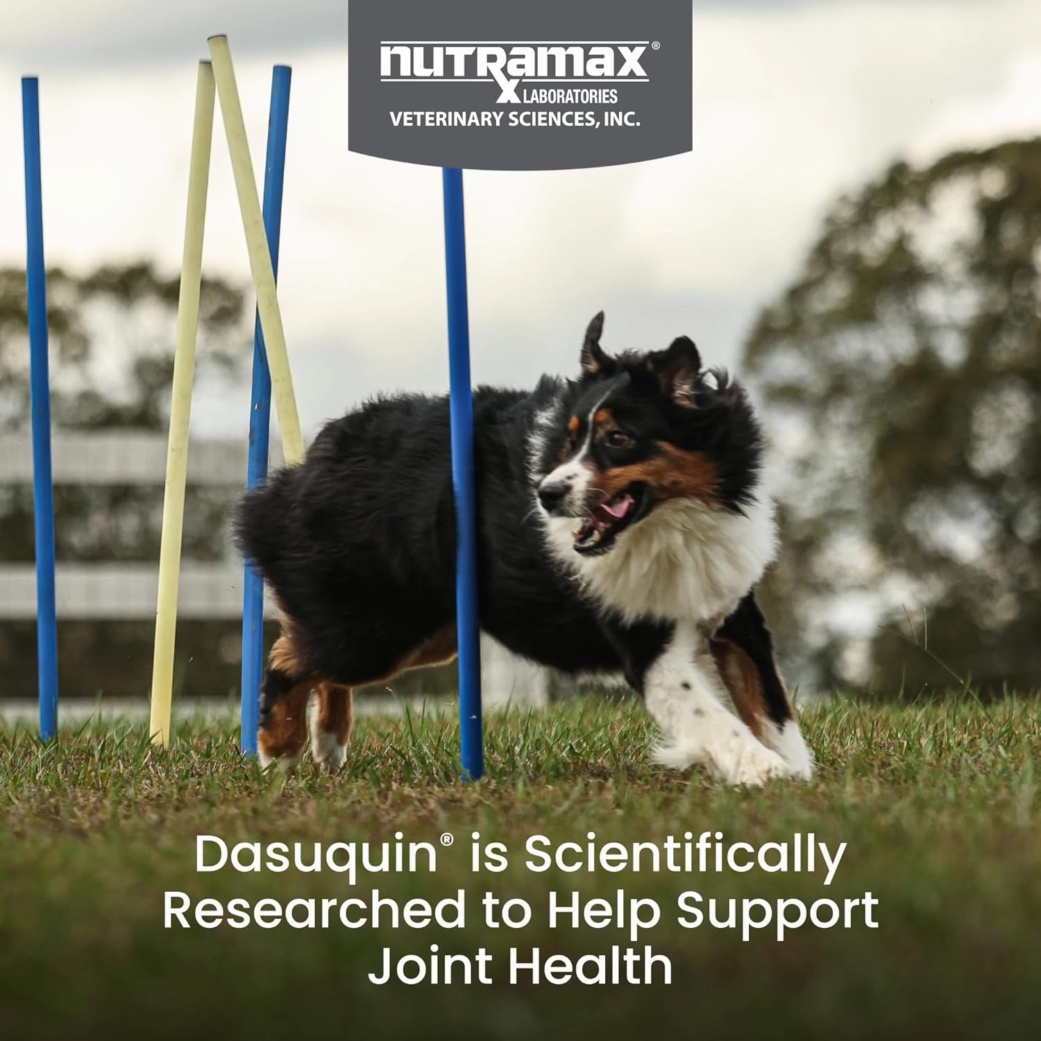 Nutramax Laboratories Dasuquin with MSM Joint Health Supplement for Large Dogs - With Glucosamine, MSM, Chondroitin, ASU, Boswellia Serrata Extract, and Green Tea Extract, 150 Soft Chews