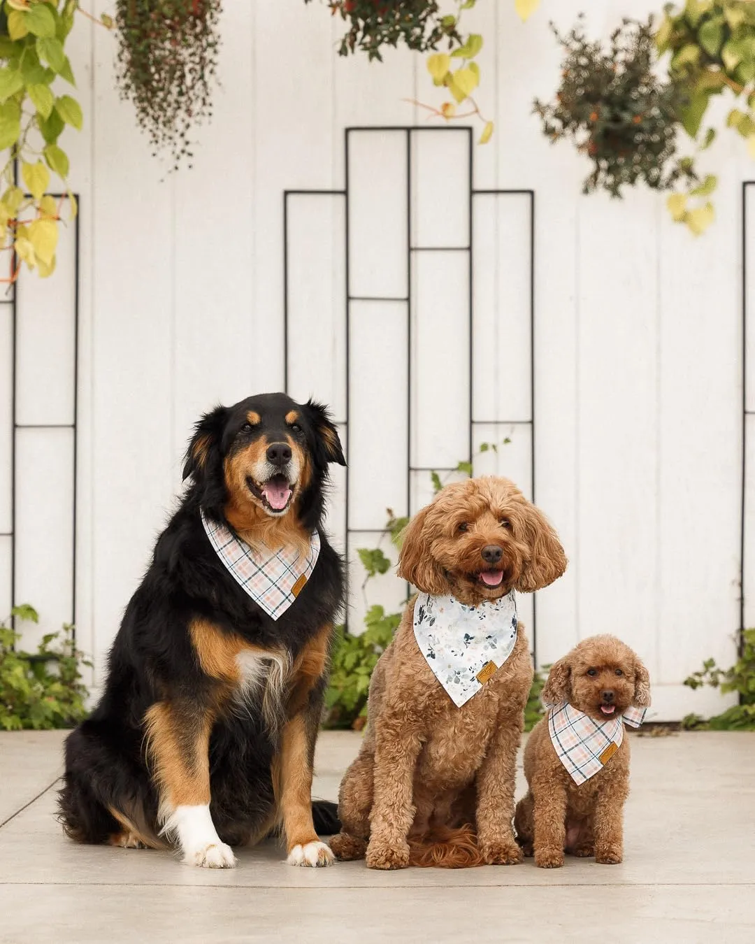 Remy Roo X Boon Ties Dog Bandanas - 2 Pack | Premium Durable Adjustable Polyester Fabric | Patented Shape Boy & Girl Dog Bandanas | Pack of Bandanas for Dogs (Large)